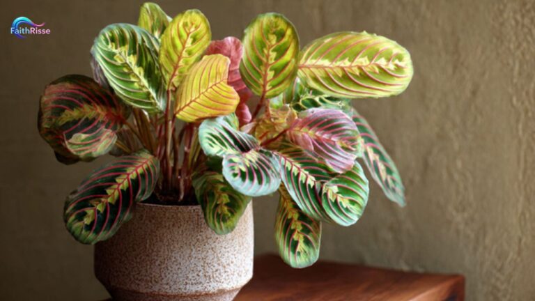 Prayer Plant: Care & Growing Guide