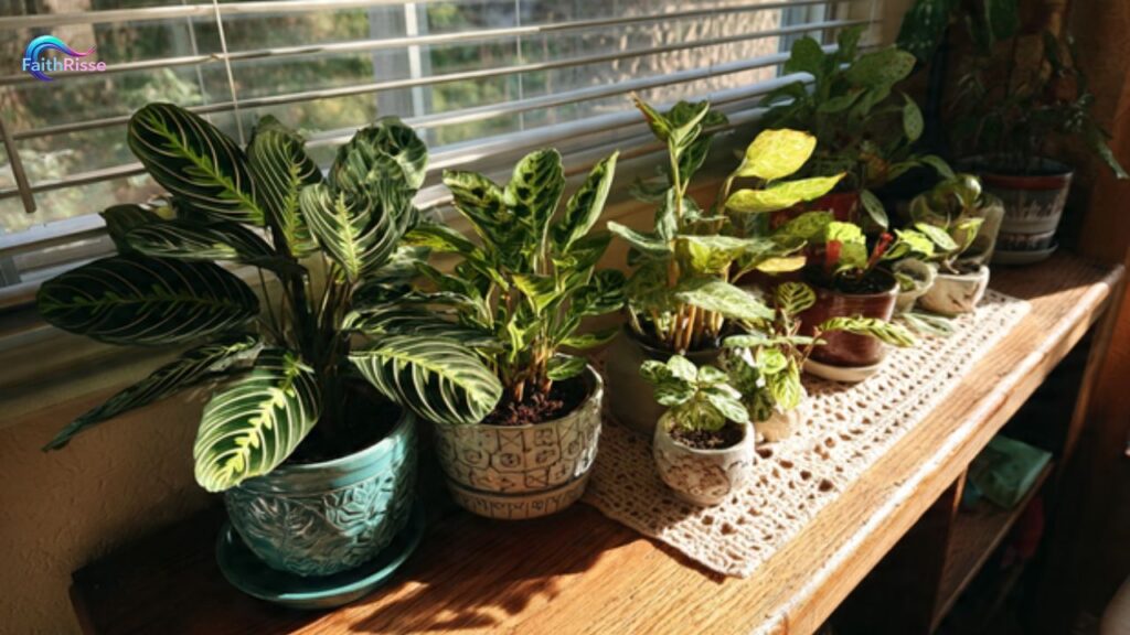 Prayer Plants: Easy Care for Beginners