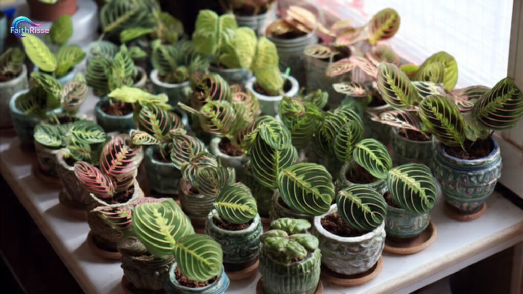 Propagating Prayer Plants